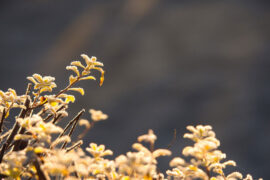 苏轼《江城子·梦中了了醉中醒》全文及鉴赏