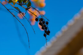 杜甫《琴台》全文及鉴赏