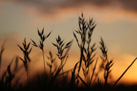 纳兰性德《如梦令·纤月黄昏庭院》全文及鉴赏