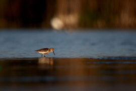 杜甫《江亭》全文及鉴赏