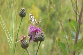 纳兰性德《谒金门·风丝袅》全文及鉴赏