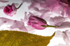 刘宇宁《本可以》（司藤主题曲）歌词及评论赏析