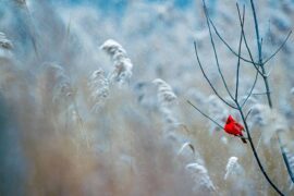 苏轼《临江仙·冬日即事》全文及鉴赏