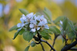 辛弃疾《玉楼春·风前欲劝春光住》全文及鉴赏