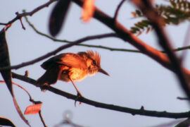 苏轼《满江红·寄鄂州朱使君寿昌》全文及鉴赏