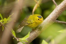 纳兰性德《虞美人·残灯风灭炉烟冷》全文及鉴赏