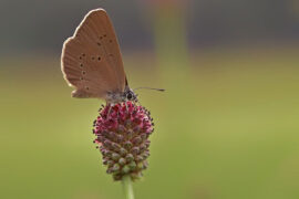 杨万里《闲居初夏午睡起·其一》全文及鉴赏