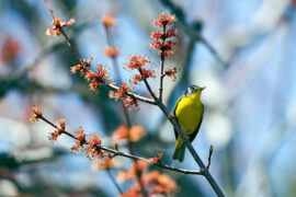 郑燮《村居》全文及鉴赏