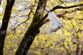 郑燮《淇澳青青水一湾》全文及鉴赏