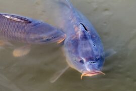 摸鱼搭子是什么意思？