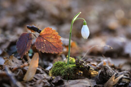 刘禹锡《和乐天春词》全文及鉴赏