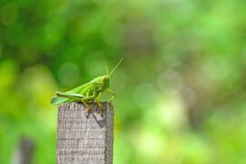 苏轼《临江仙·风水洞作》全文及鉴赏