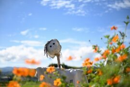 苏轼《满庭芳·归去来兮》全文及鉴赏