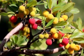 苏轼《木兰花令·梧桐叶上三更雨》全文及鉴赏