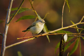 杜甫《小寒食舟中作》全文及鉴赏