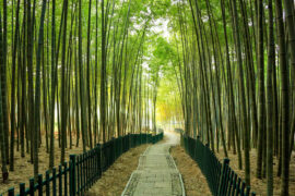 贺铸《醉中真·不信芳春厌老人》全文及鉴赏