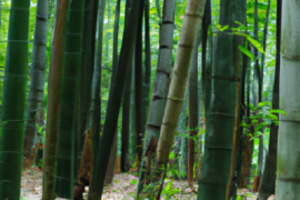 郑燮《七言诗》全文及鉴赏