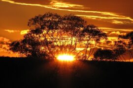 孟浩然《采樵作》全文及鉴赏