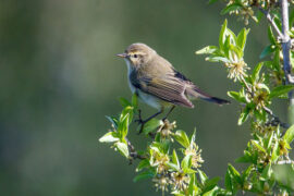 孟浩然《春中喜王九相寻》全文及鉴赏