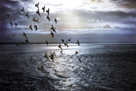 孟浩然《登江中孤屿赠白云先生王迥》全文及鉴赏