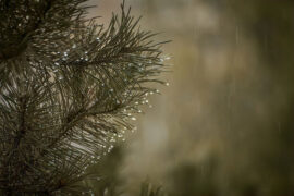 纳兰性德《虞美人·曲阑深处重相见》全文及鉴赏