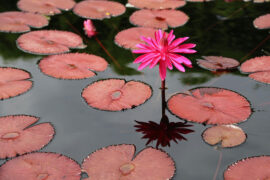 王昌龄《采莲曲二首》全文及鉴赏