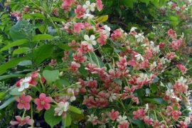 辛弃疾《水龙吟·载学士院有之》全文及鉴赏