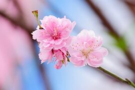 描写春天桃花的优美句子（精选30句）