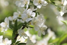 龙迦娜《梨花落落》歌词表达及评论赏析