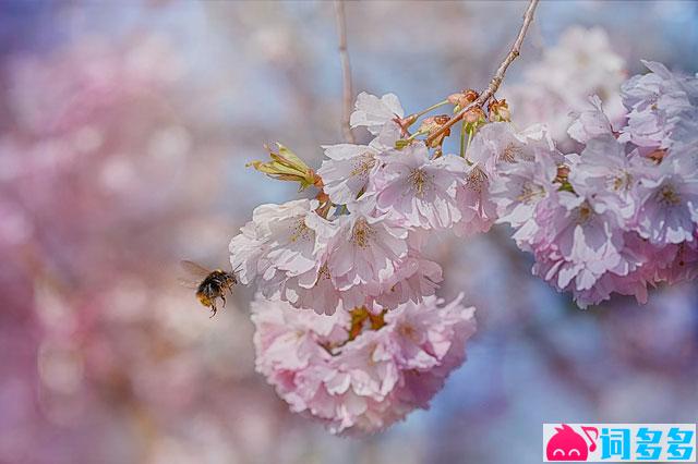 辛弃疾《鹧鸪天·送廓之秋试》全文及鉴赏