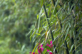 王昌龄《龙标野宴》全文及鉴赏