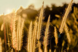孟浩然《都下送辛大之鄂》全文及鉴赏