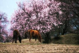 刘禹锡《竹枝词·山桃红花满上头》全文及鉴赏