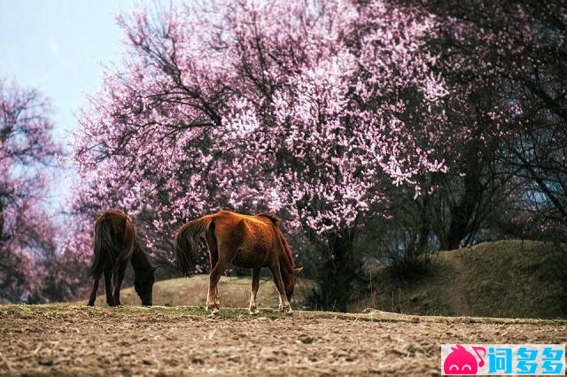 刘禹锡《竹枝词·山桃红花满上头》全文及鉴赏