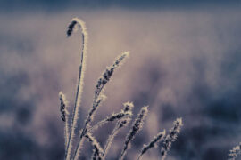 郑燮《咏雪》全文及鉴赏