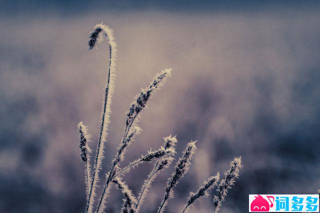 郑燮《咏雪》全文及鉴赏