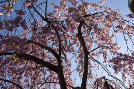 柳宗元《读书》全文及鉴赏