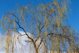 辛弃疾《西江月·示儿曹以家事付之》全文及鉴赏