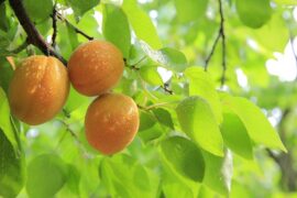 辛弃疾《醉花阴·黄花谩说年年好》全文及鉴赏