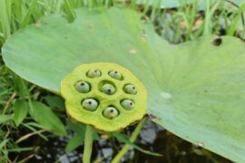 杨万里《大司成颜几圣率同舍招游裴园·其七》全文及鉴赏