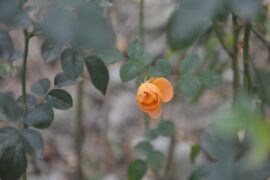 杨万里《腊前月季》全文及鉴赏