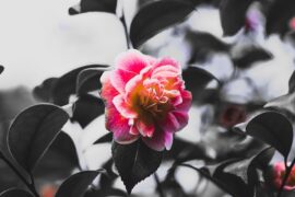 Lil笑笑《山茶花读不懂白玫瑰》歌词表达及评论赏析