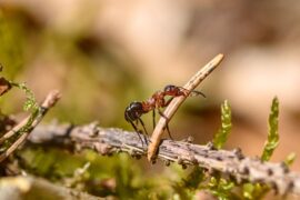 任素汐《荒原》 (荒原主题曲)歌词及评论赏析