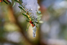 韩愈《春雪》全文及鉴赏