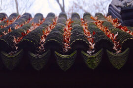 苏轼《江城子·乙卯正月二十日夜记梦》全文及鉴赏