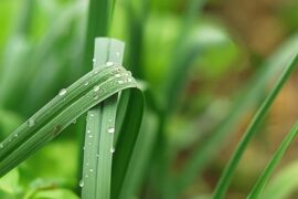 各地关于雨水节气的谚语和俗语
