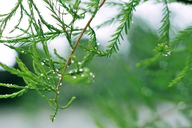 各地关于雨水节气的谚语和俗语-配图2