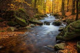 苏轼《清平乐·秋词》全文及鉴赏