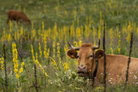 苏轼《水龙吟·次韵章质夫杨花词》全文及鉴赏