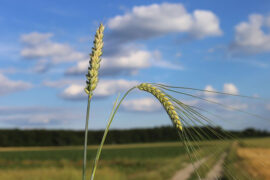 苏轼《临江仙·赠王友道》全文及鉴赏